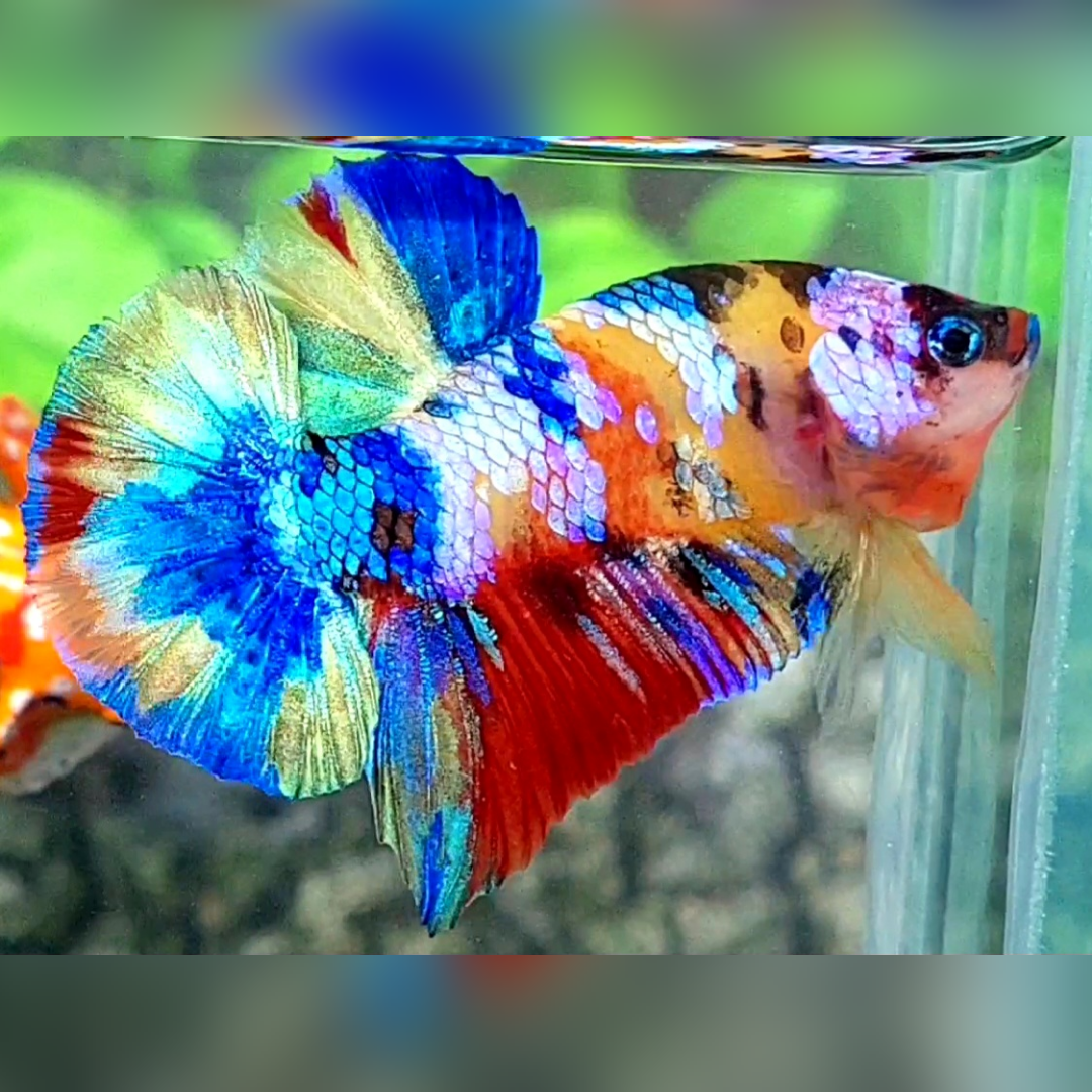 Yellowbase Multicolor Galaxy Over HMPK Betta Fish Male