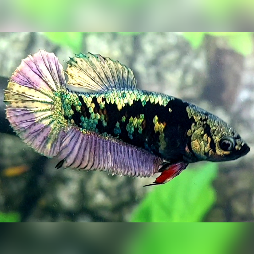 Avatar Copper Purple HMPK Female For Sorority / Breed #na