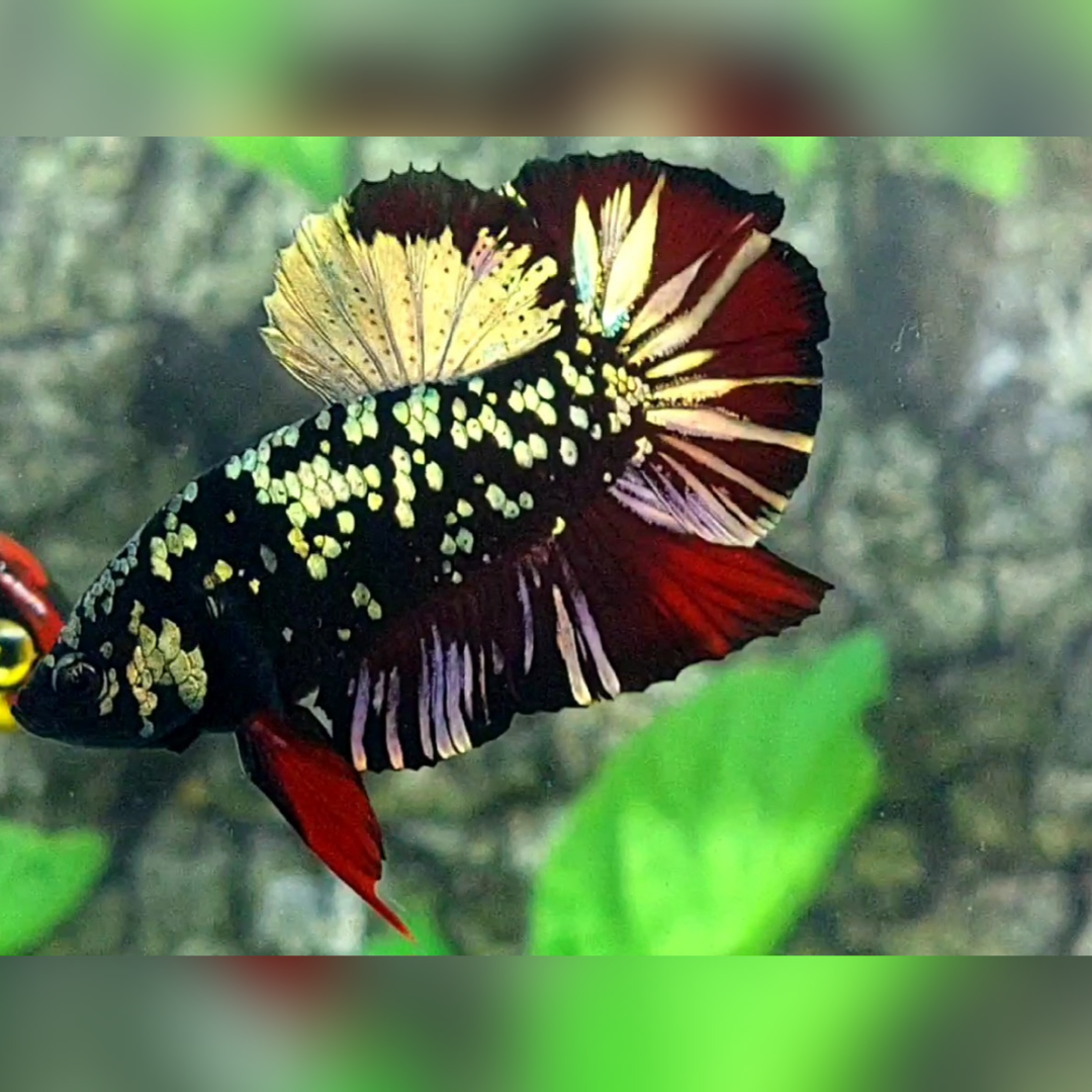 Avatar Copper Gold Red Vampire HMPK Male #na