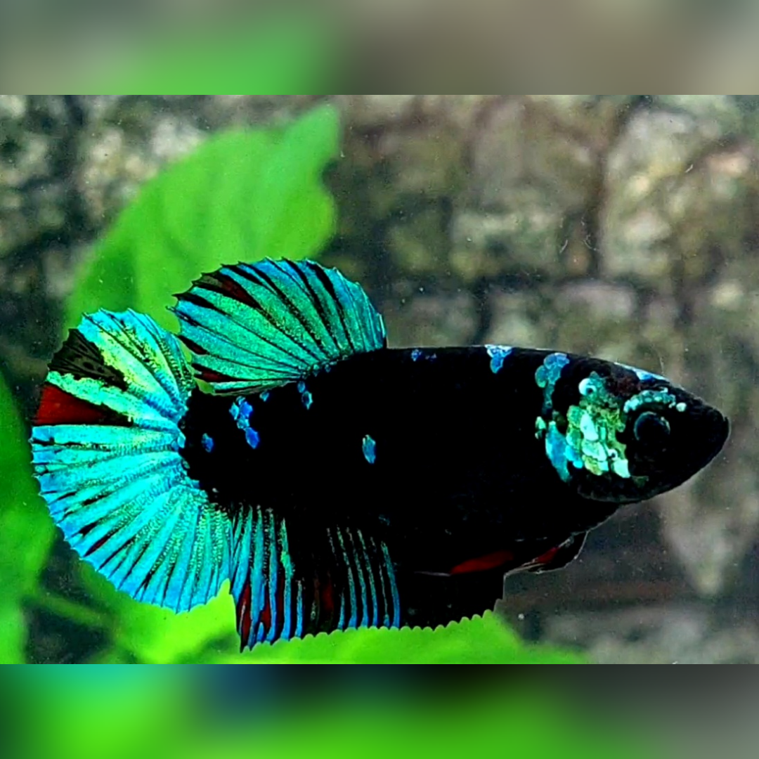 Avatar Gordon Green HMPK Betta Fish Female For Sorority / Breed