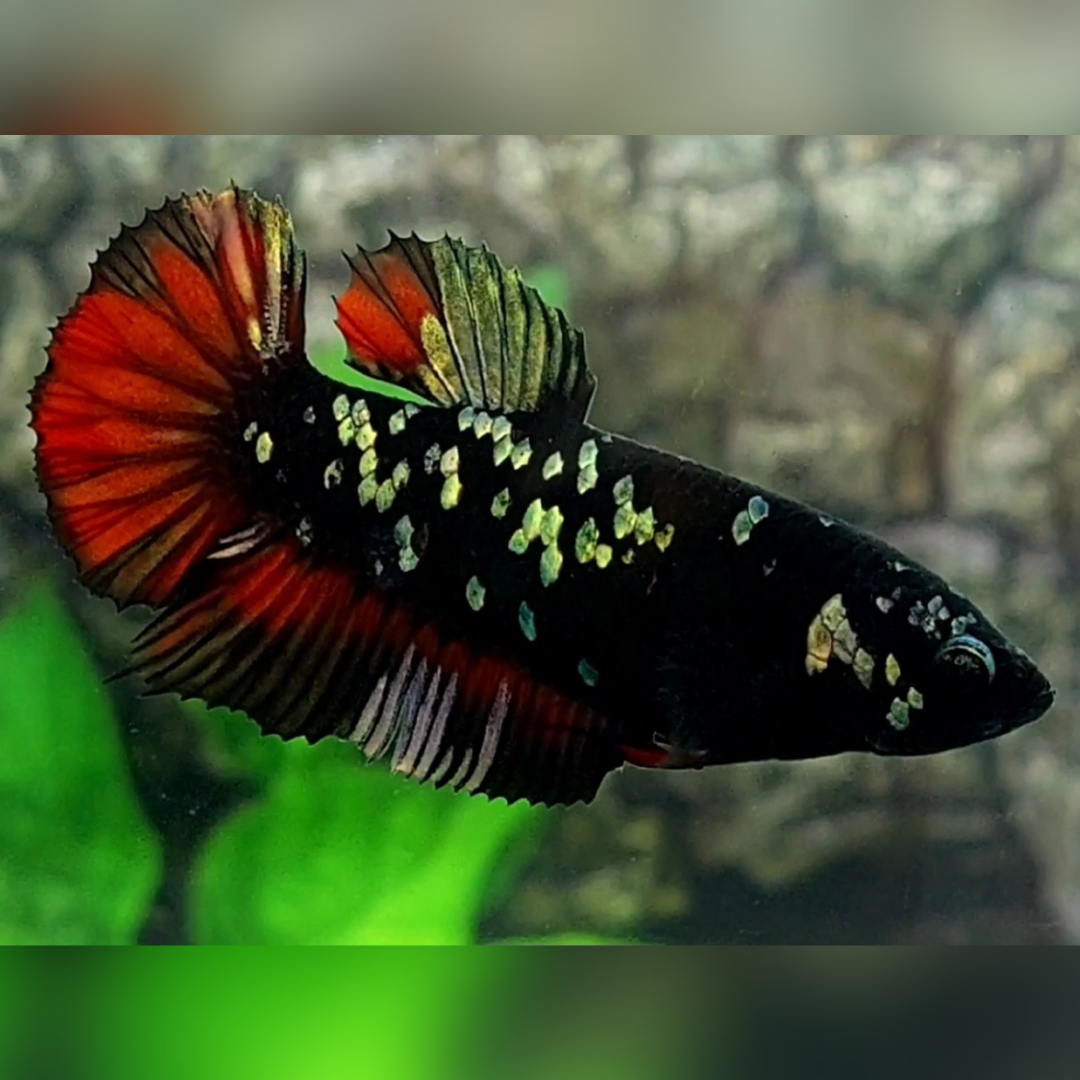 Avatar Copper Gold Red Vampire HMPK Female For Sorority / Breed #na