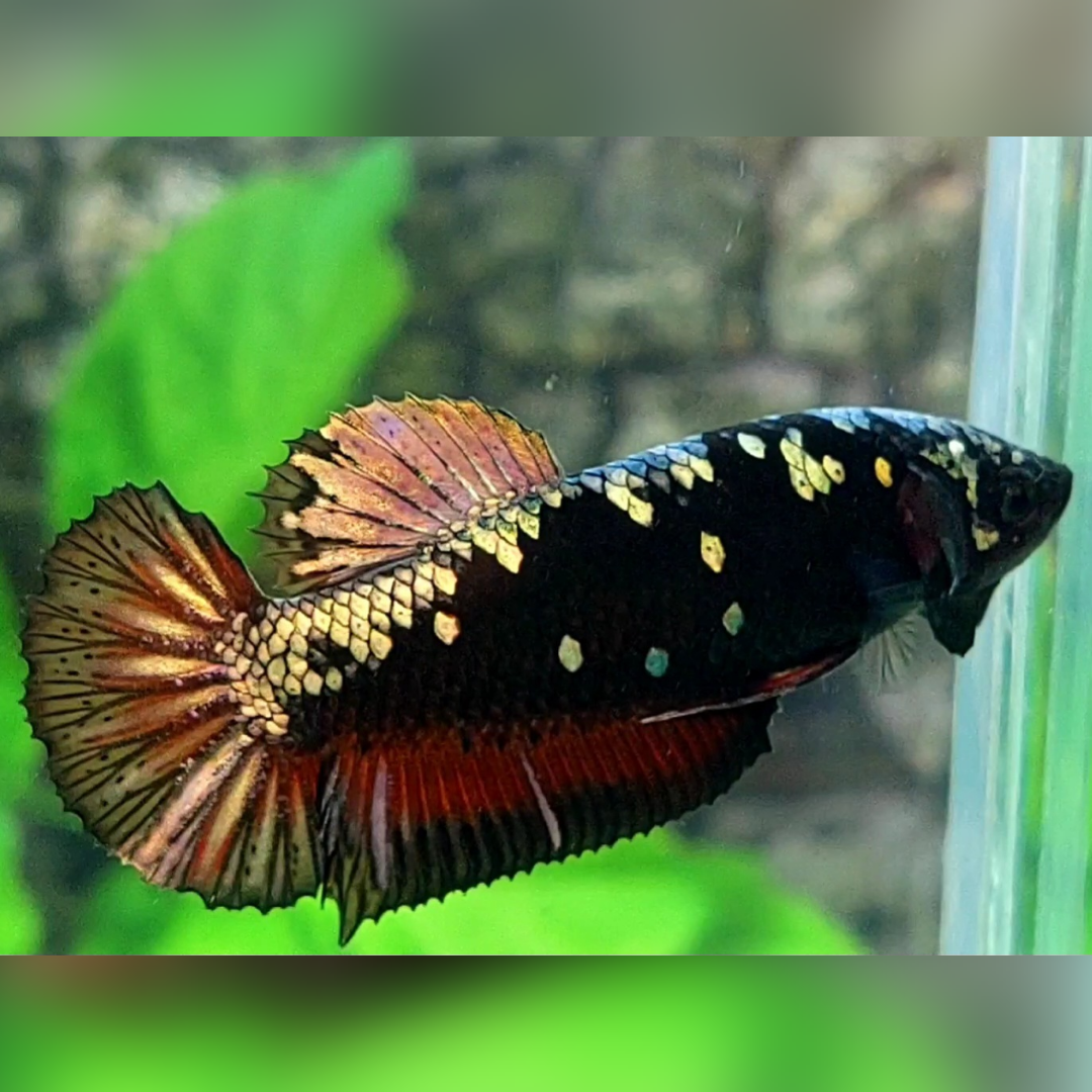 Avatar Copper Gold Red Vampire HMPK Betta Fish Female For Sorority / Breed