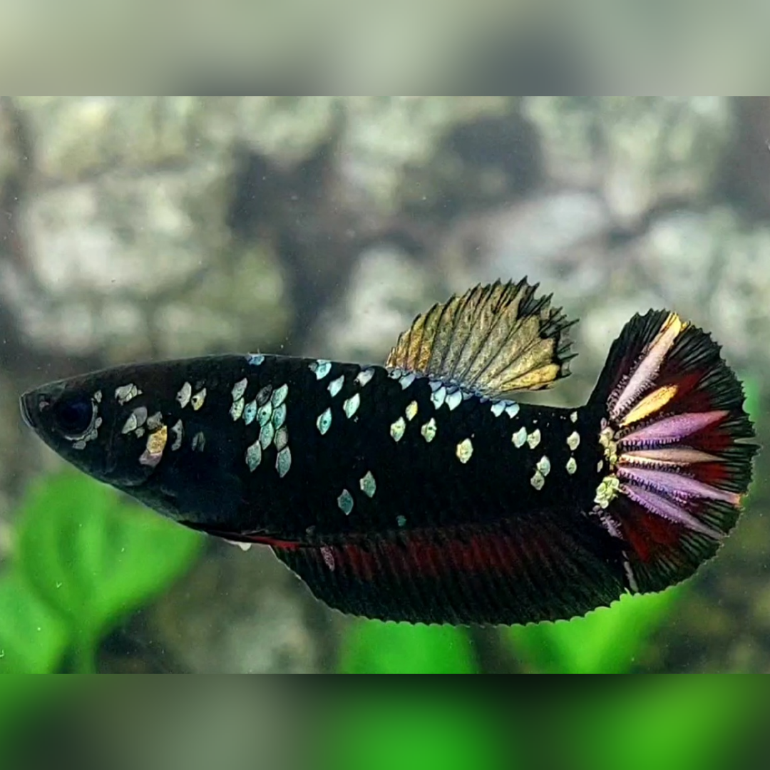 Avatar Copper Red Vampire HMPK Betta Fish Female For Sorority / Breed