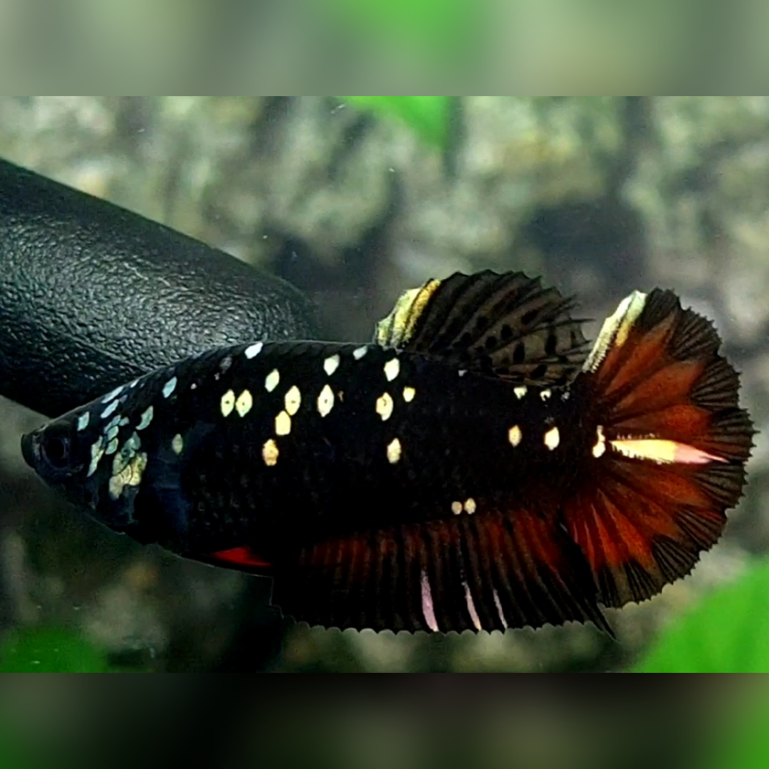 Avatar Copper Gold Red Vampire HMPK Female For Sorority / Breed #na