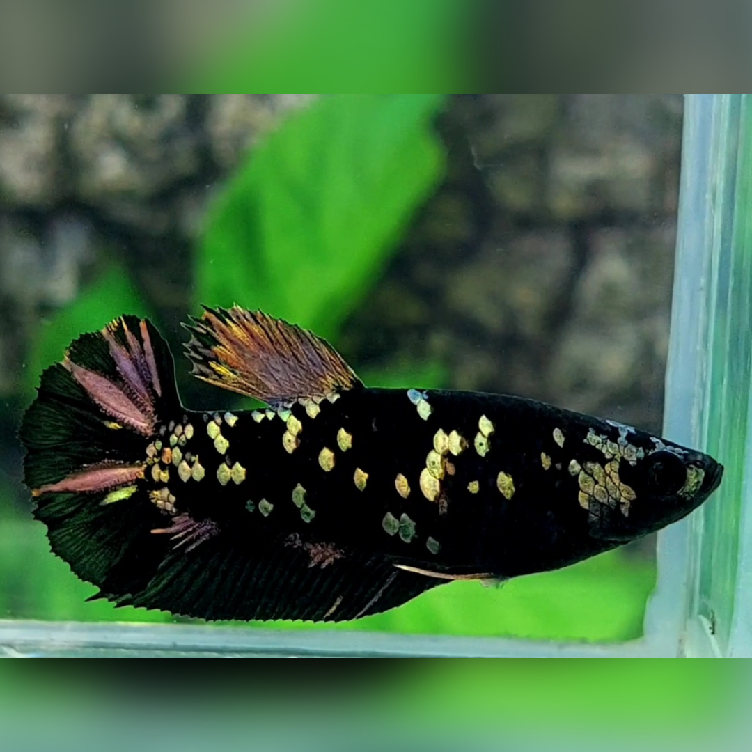 Avatar Blackstar Copper Gold HMPK Betta Fish Female For Sorority / Breed