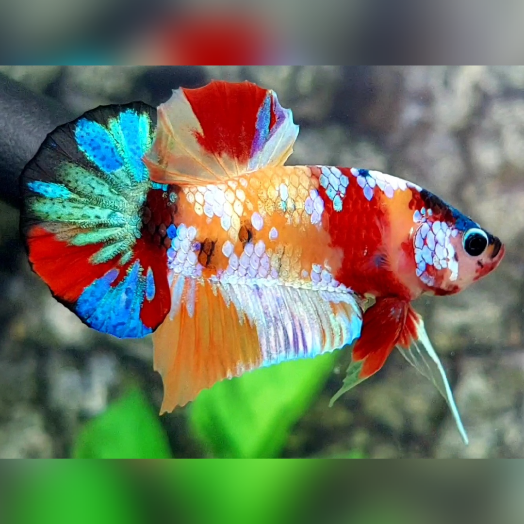 Multicolor Candy Gold Galaxy HMPK Male #na