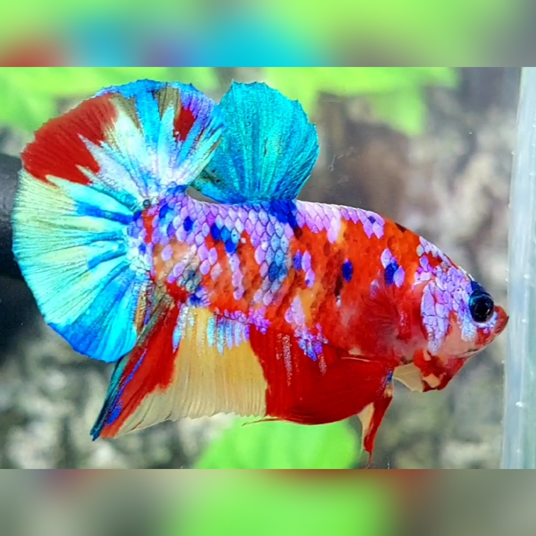 Multicolor Candy Galaxy Over HMPK Betta Fish Male