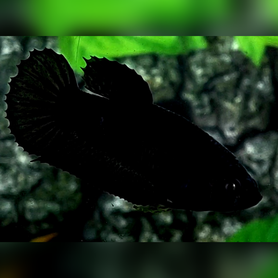 Solid Black HMPK Female For Sorority / Breed #na