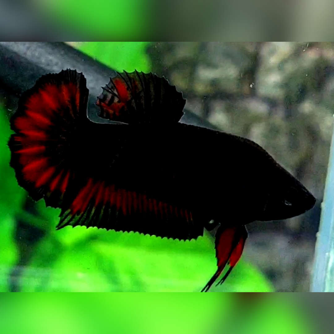 Black Red Vampire HMPK Female For Sorority / Breed #na