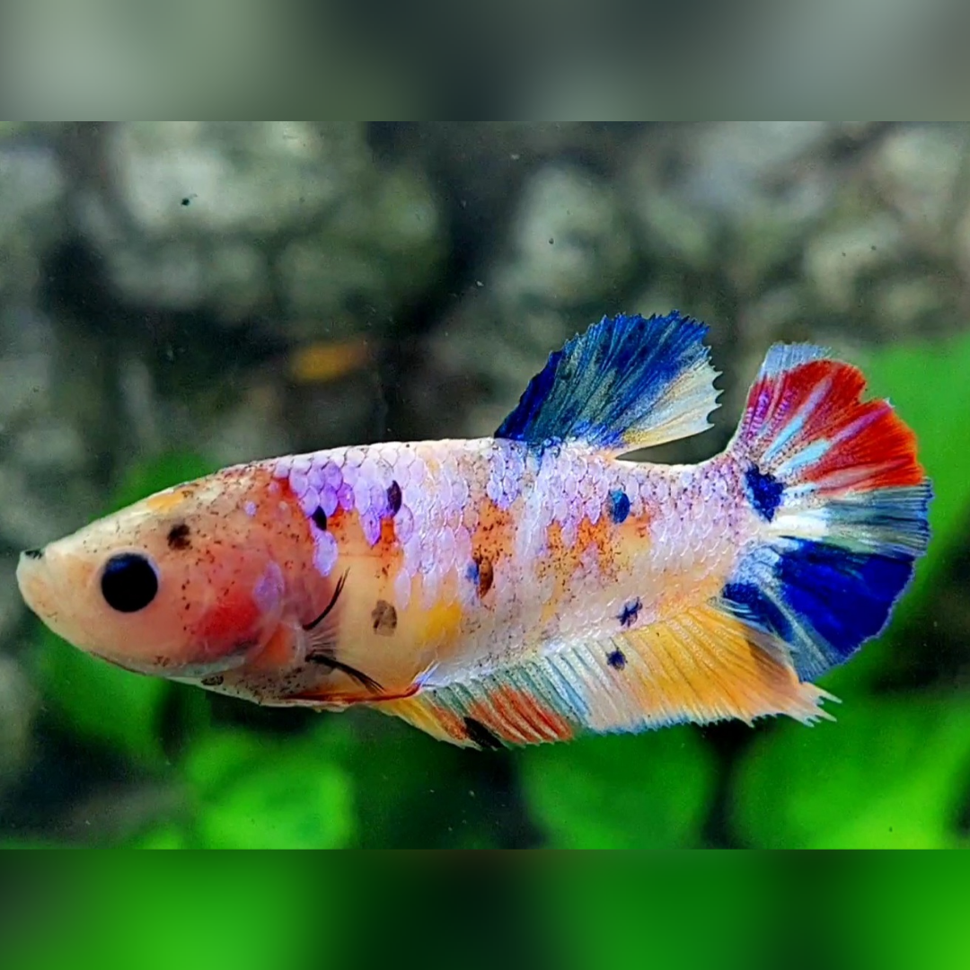 Multicolor Candy Galaxy HMPK Female For Sorority / Breed #na