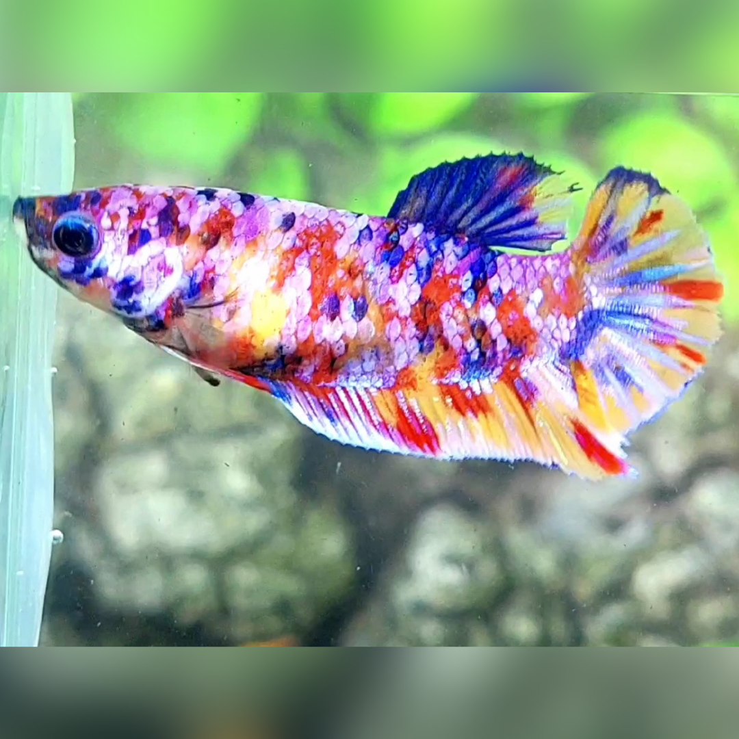 Multicolor Candy Purple Pink Galaxy HMPK Betta Fish Female For Sorority / Breed