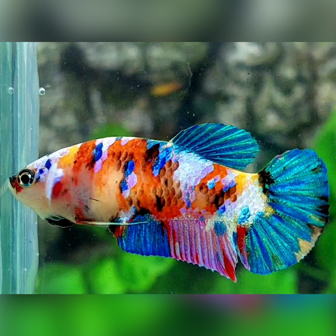 Multicolor Galaxy HMPK Betta Fish Female For Sorority / Breed
