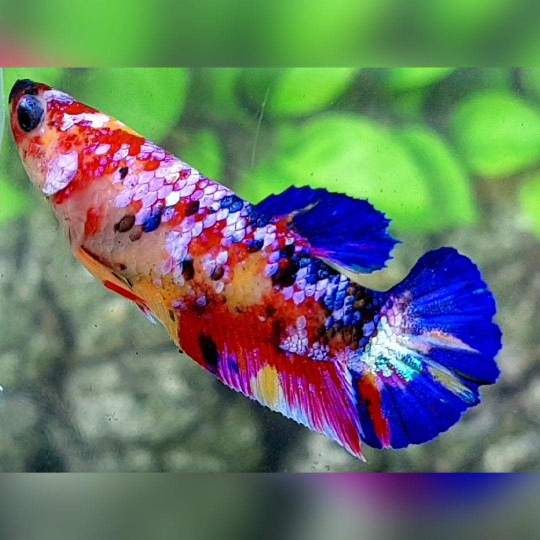 Multicolor Candy Galaxy HMPK Betta Fish Female For Sorority / Breed