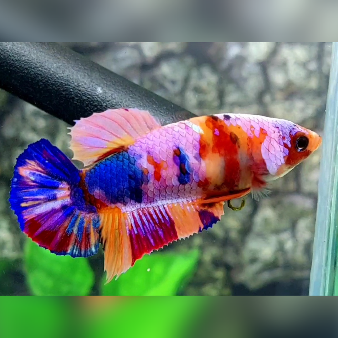 Multicolor Candy Pink Galaxy HMPK Betta Fish Female For Sorority / Breed