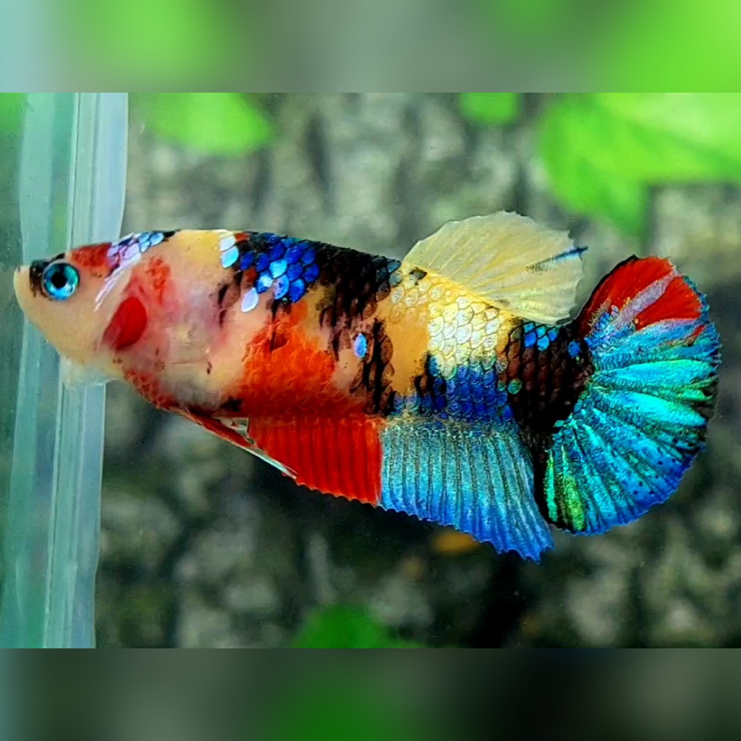 Multicolor Yellowbase Galaxy HMPK Betta Fish Female For Sorority / Breed