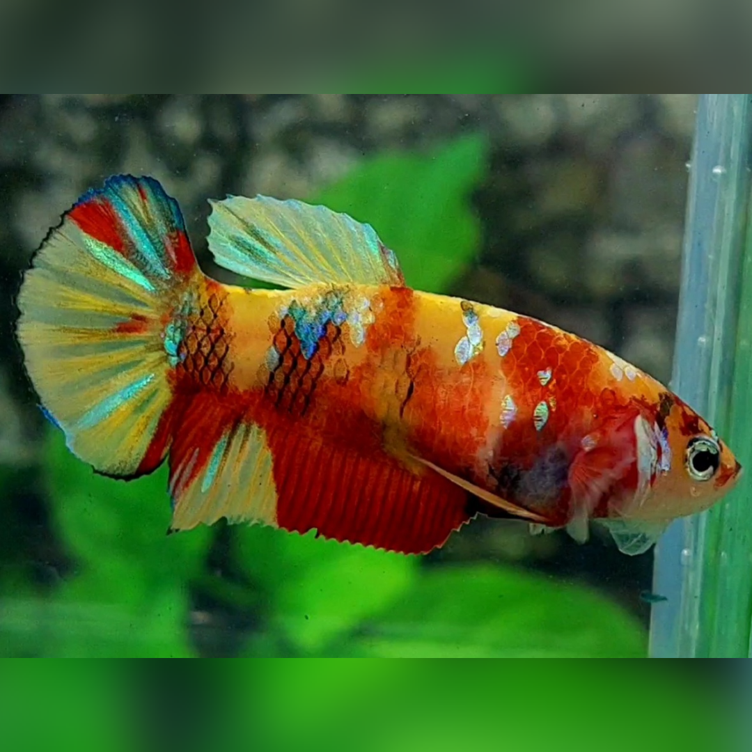 Yellowbase Nemo Koi Galaxy HMPK Betta Fish Female For Sorority / Breed