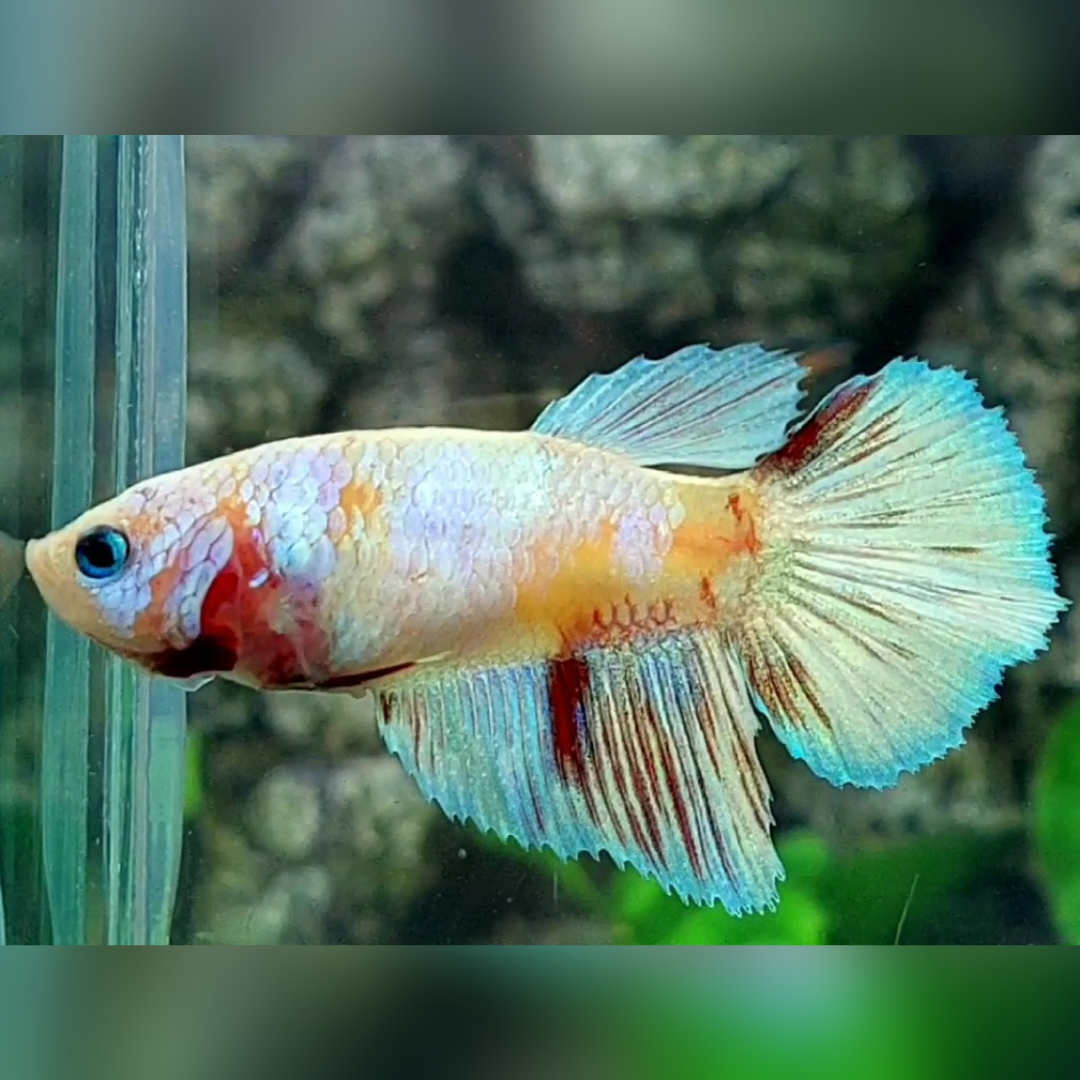 Yellow Fancy Platinum Skyblue Halfmoon Betta Fish Female For Sorority / Breed #cs