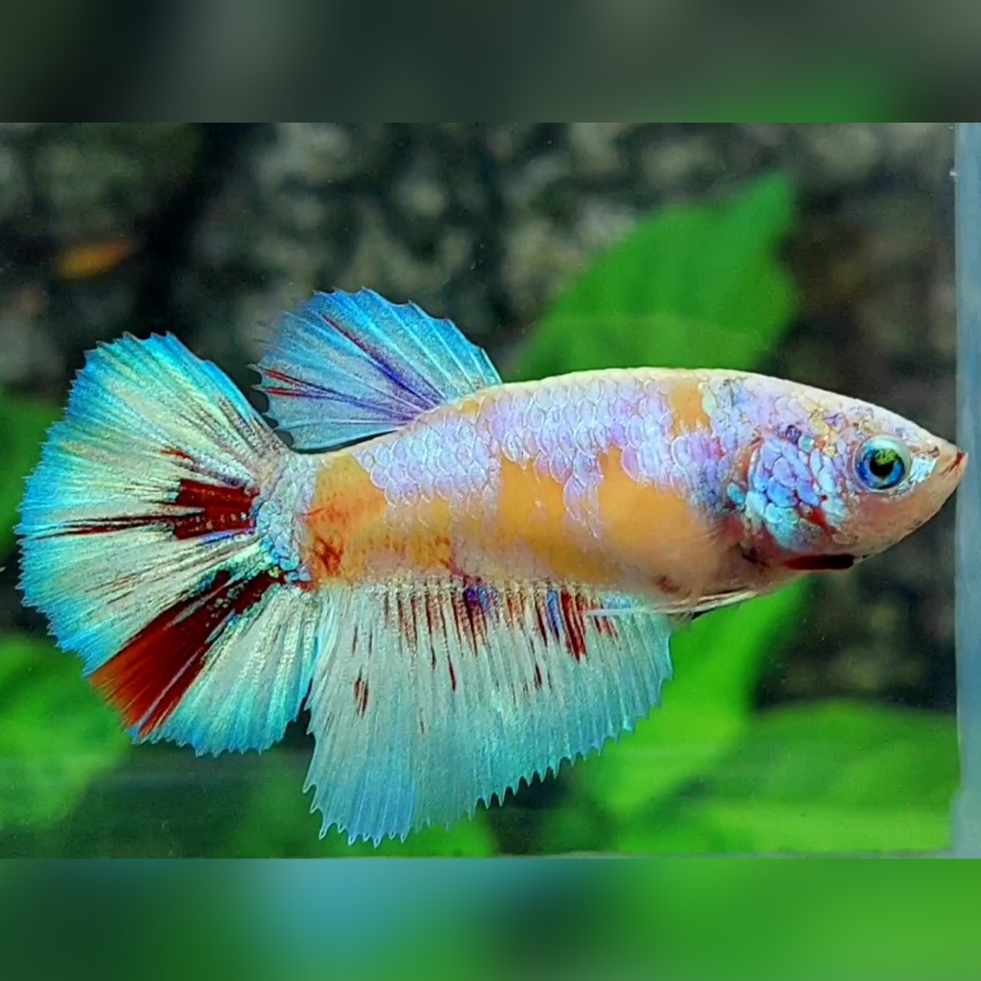 Yellow Fancy Candy Platinum Skyblue Halfmoon Betta Fish Female For Sorority / Breed
