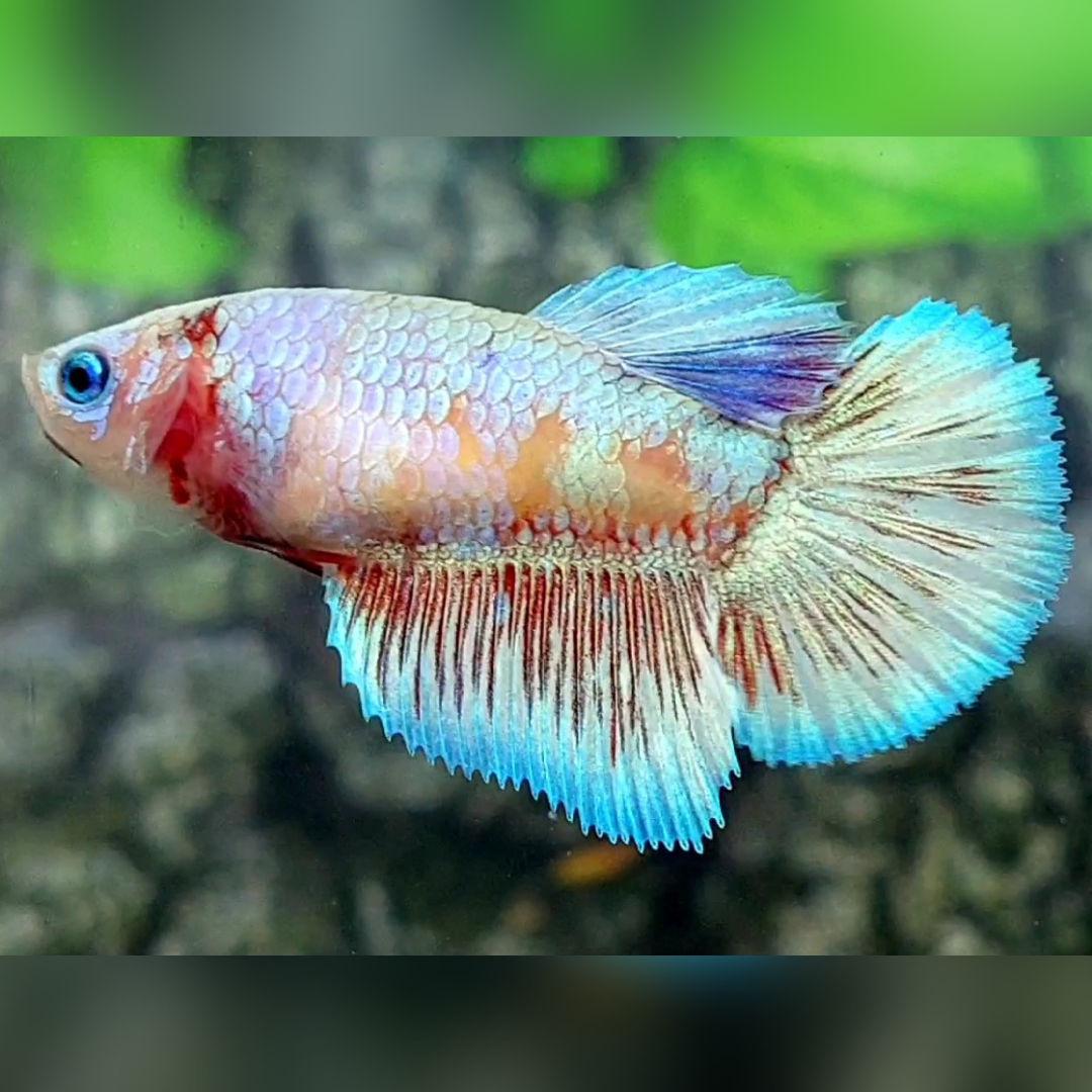 Fancy Candy Platinum Skyblue Halfmoon Betta Fish Female For Sorority / Breed #cs