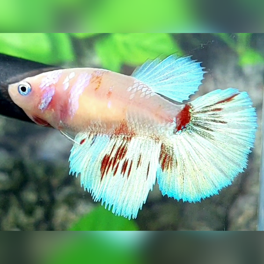 Fancy Platinum Skyblue Halfmoon Female For Sorority / Breed