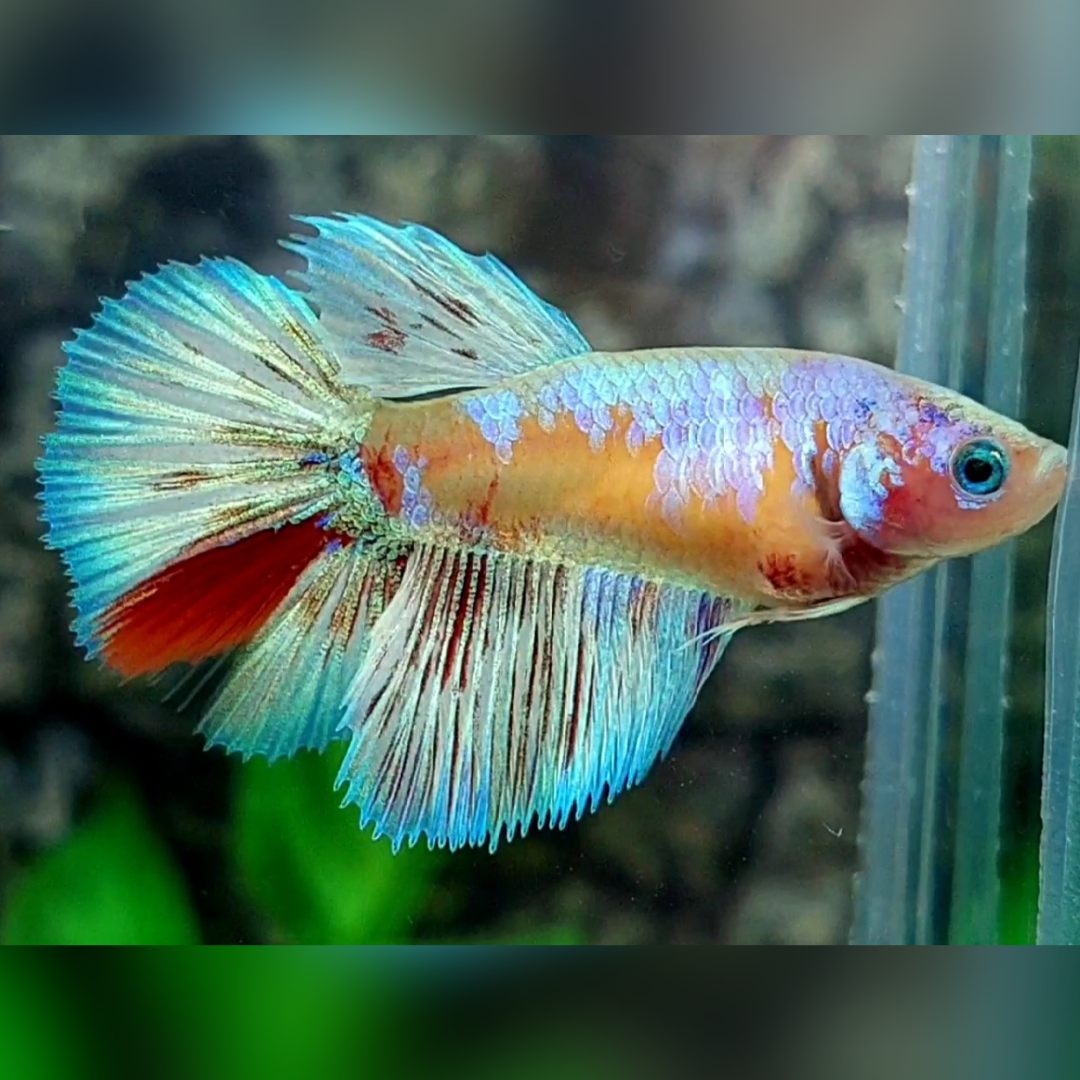 Yellow Fancy Candy Platinum Skyblue Halfmoon Betta Fish Female For Sorority / Breed