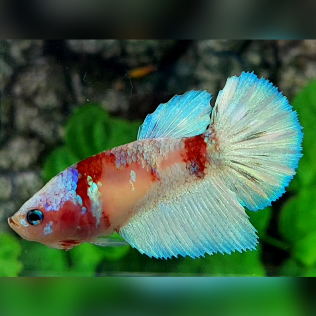 Koi Galaxy Platinum Skyblue Halfmoon Betta Fish Female For Sorority / Breed
