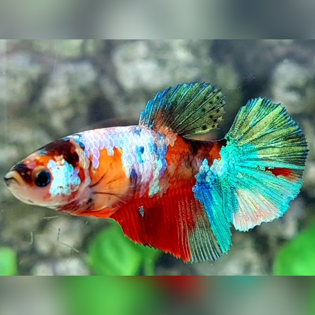 Multicolor Galaxy Halfmoon Betta Fish Female For Sorority / Breed