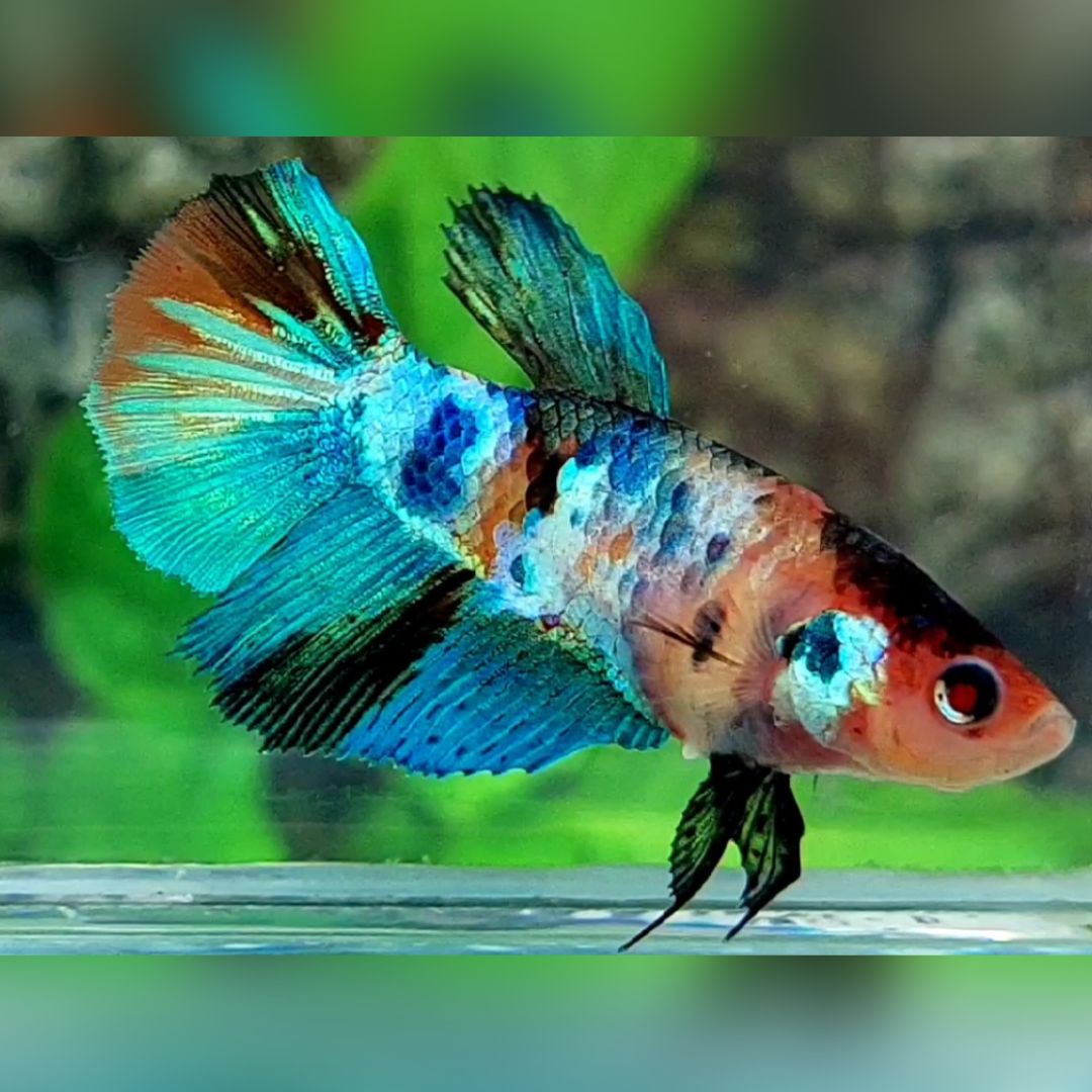 Multicolor Galaxy Halfmoon Betta Fish Female For Sorority / Breed