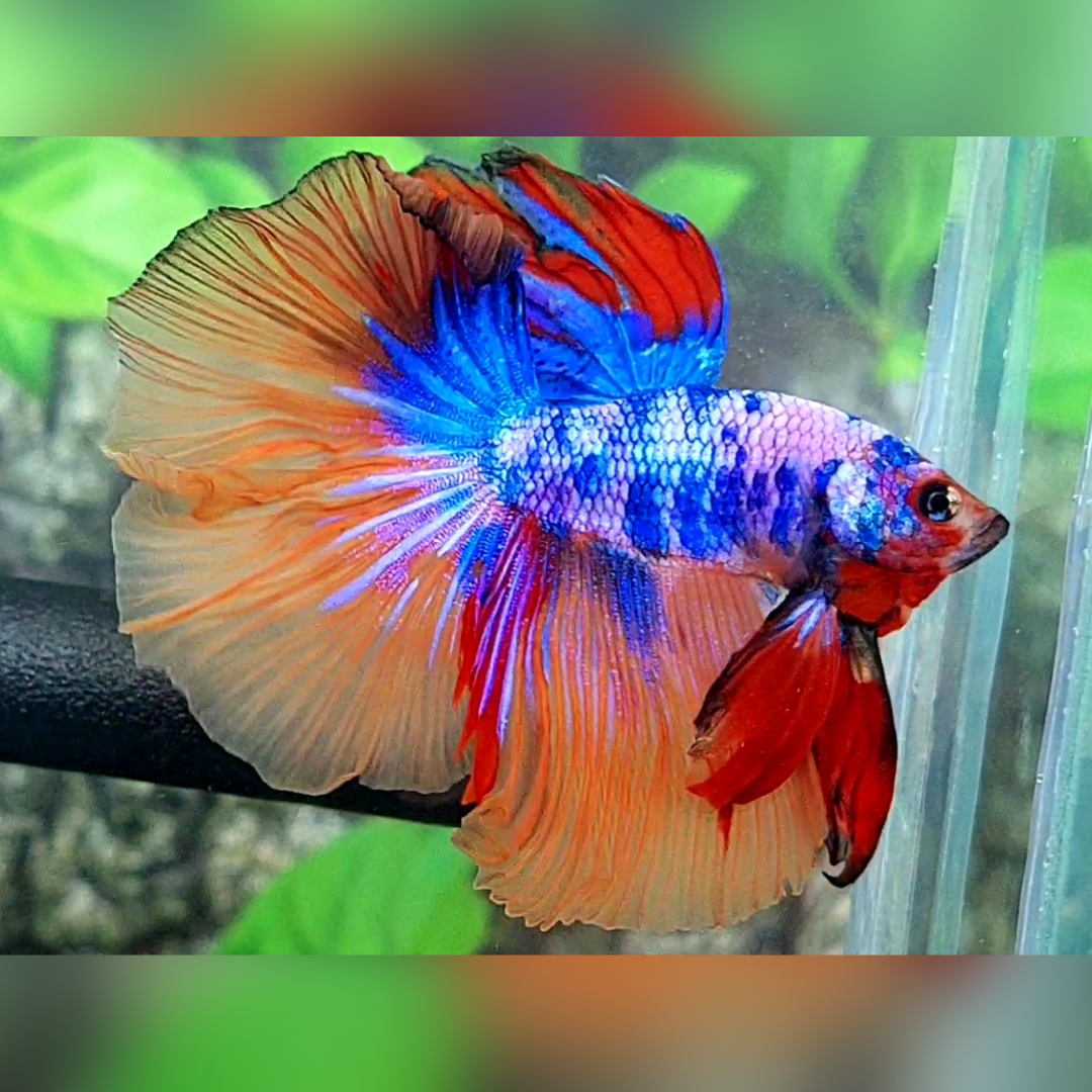 Multicolor Candy Halfmoon Male #na