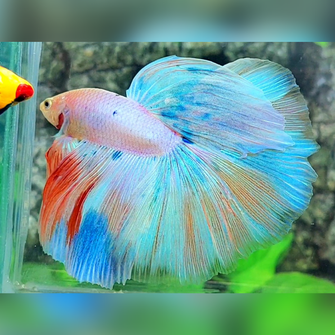 Jumbo Pink Skyblue Unicorn Fancy Halfmoon Male #na