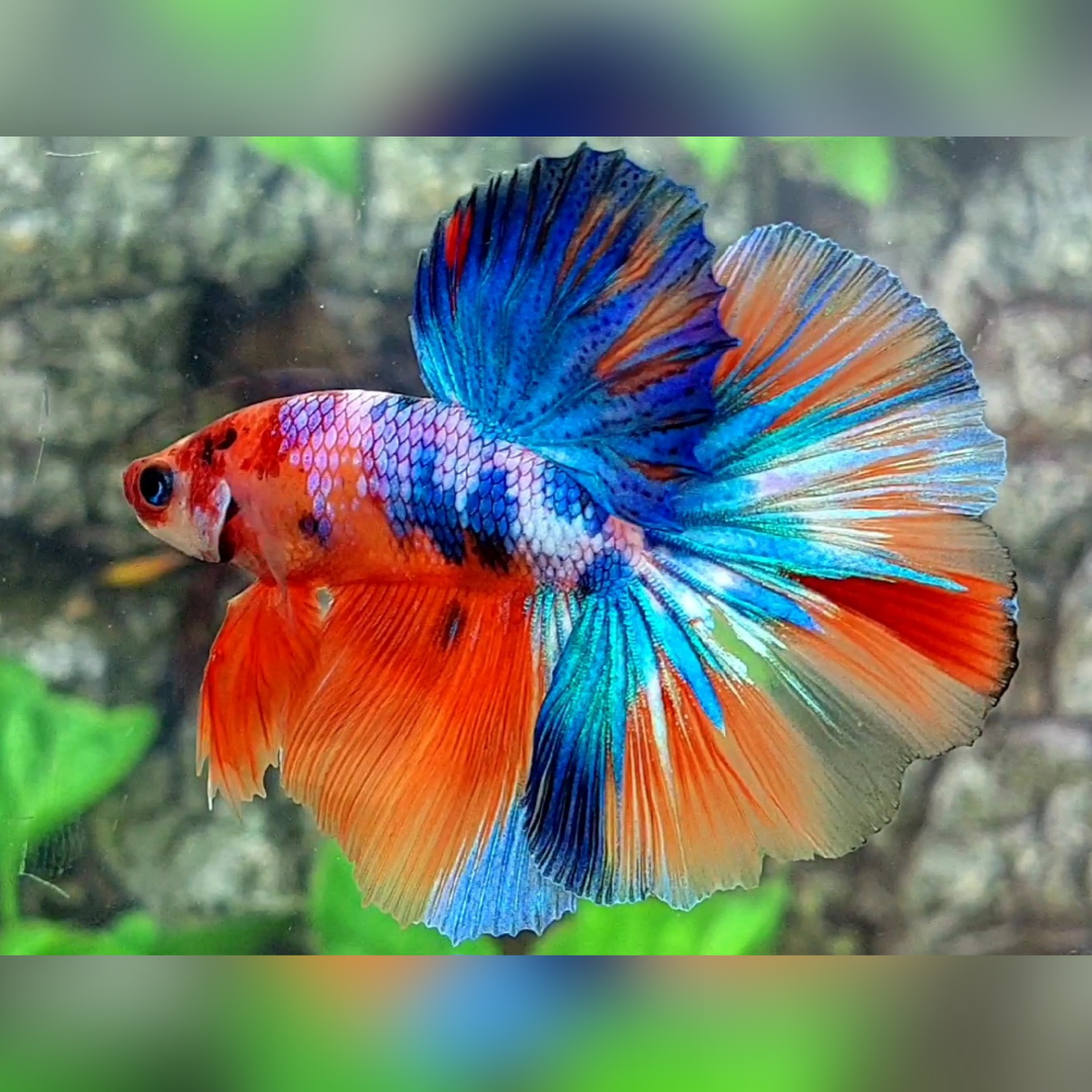 Multicolor Candy Galaxy Halfmoon Male #na