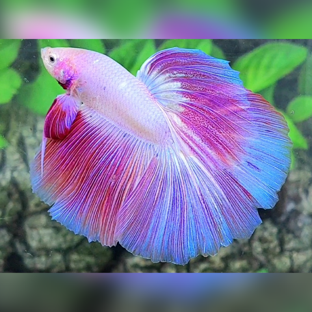 Pink Unicorn Fancy Halfmoon Betta Fish Male
