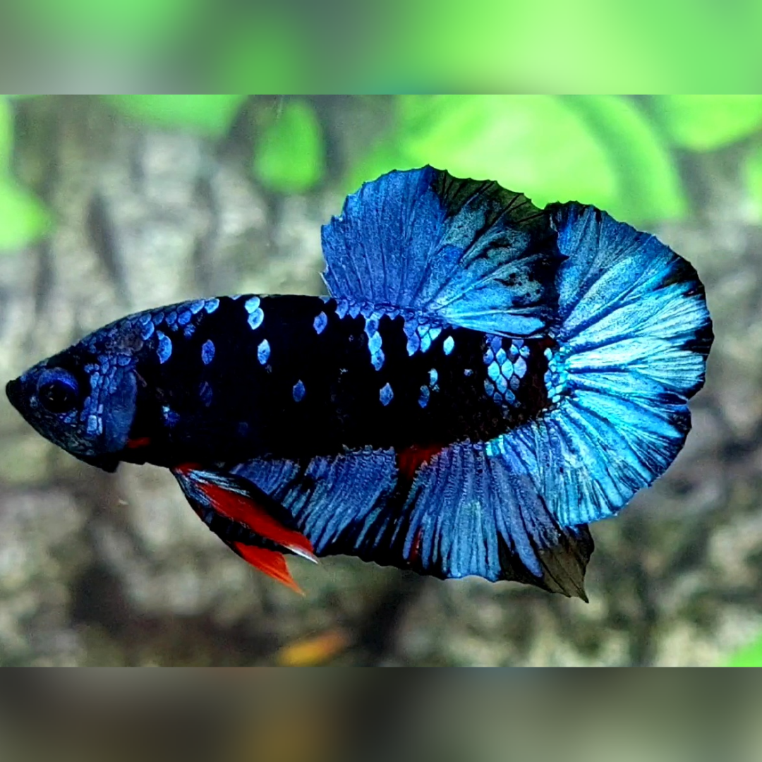 Avatar Grey HMPK Male #na