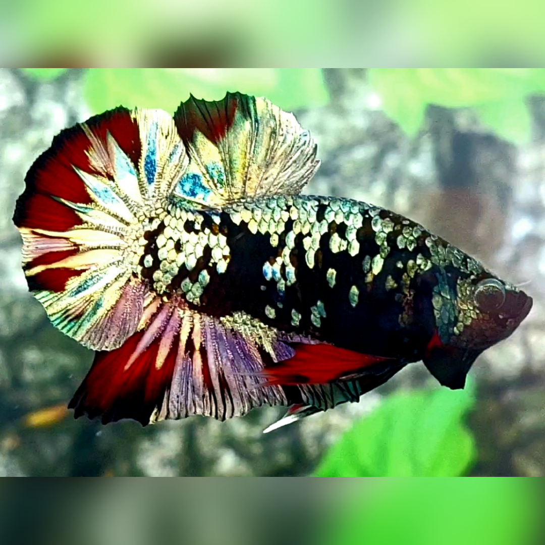Avatar Copper Gold Red Vampire HMPK Male #na