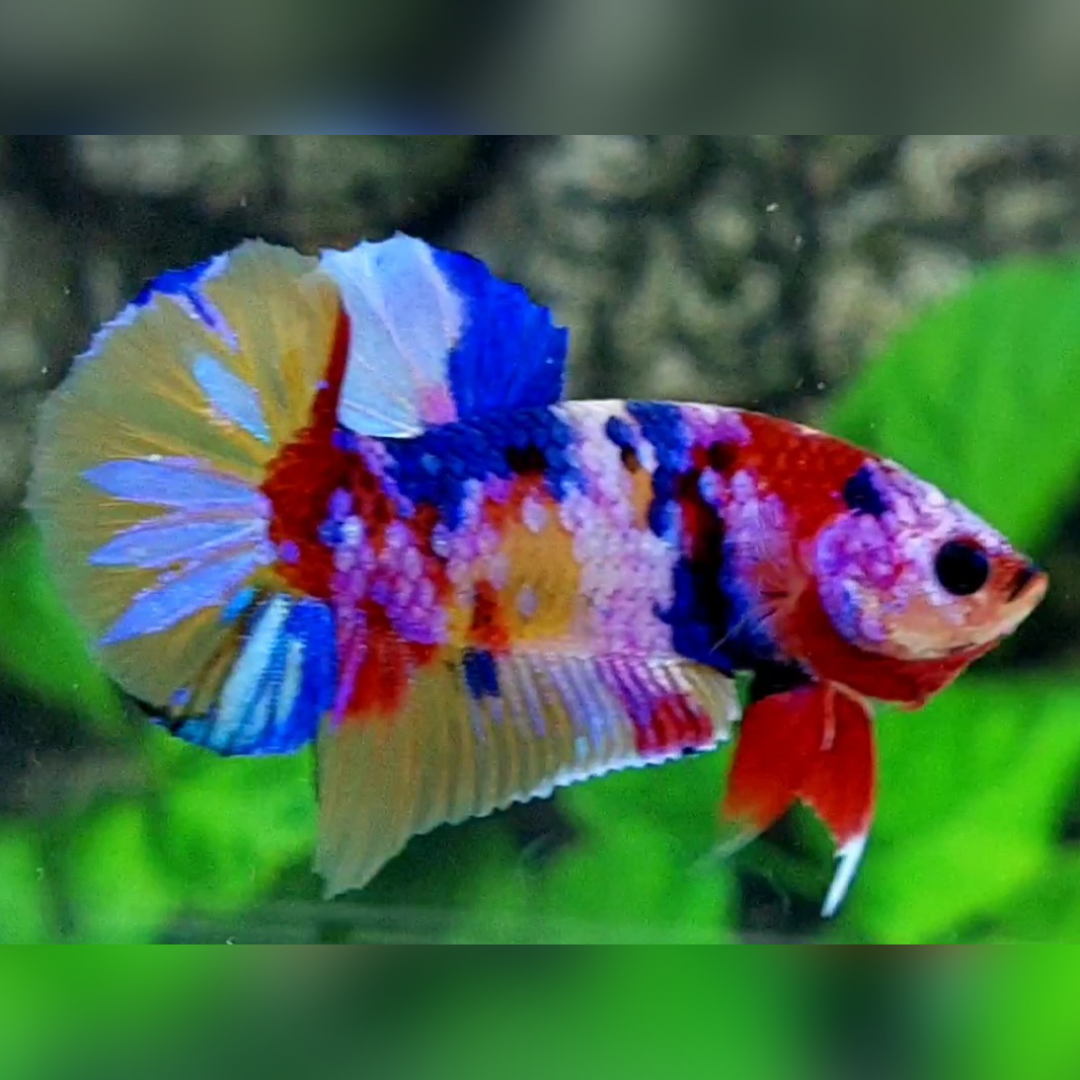 Multicolor Yellowbase Candy Galaxy HMPK Betta Fish Male