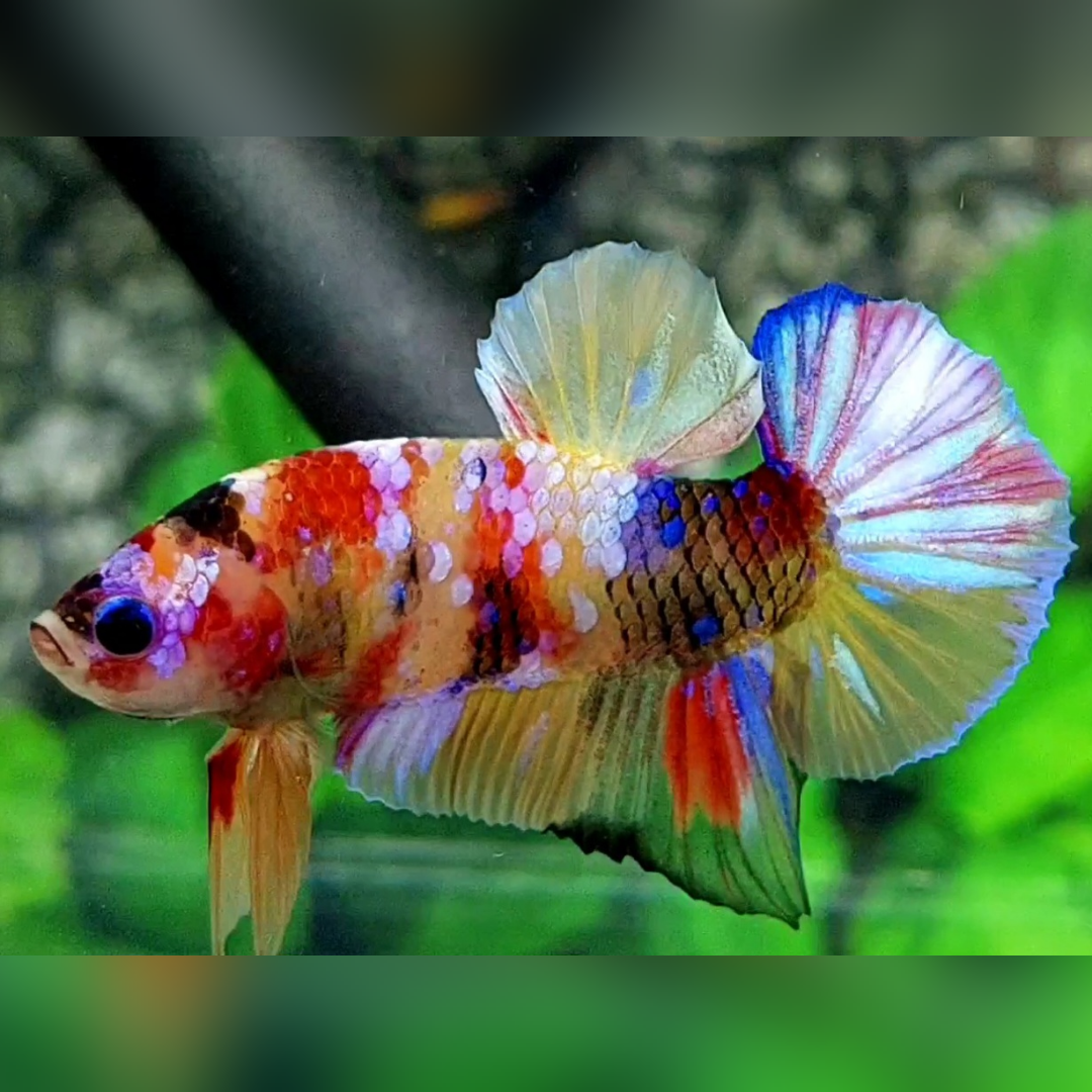 Multicolor Yellowbase Candy Galaxy HMPK Betta Fish Male