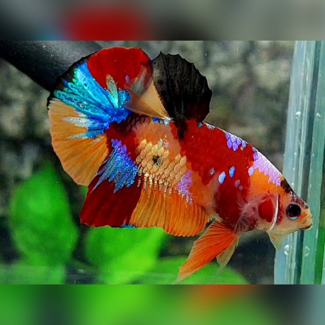 Multicolor Galaxy HMPK Betta Fish Male