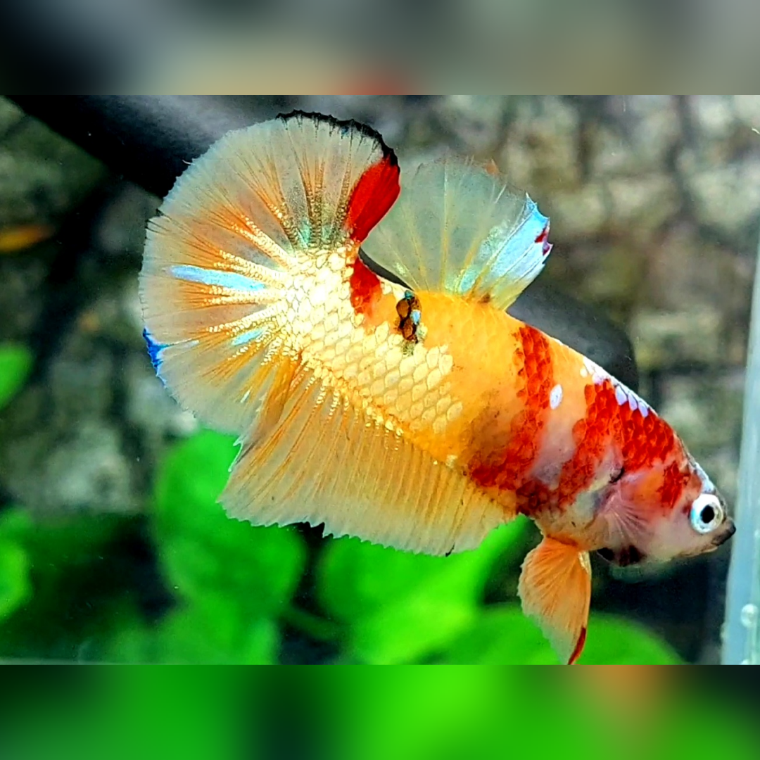 Multicolor Yellowbase Candy Gold Over HMPK Betta Fish Male