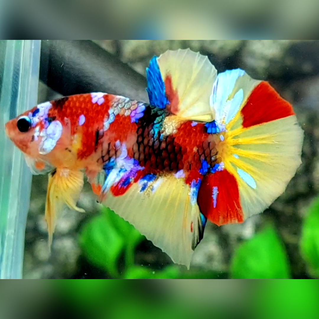 Multicolor Galaxy Over HMPK Male #na