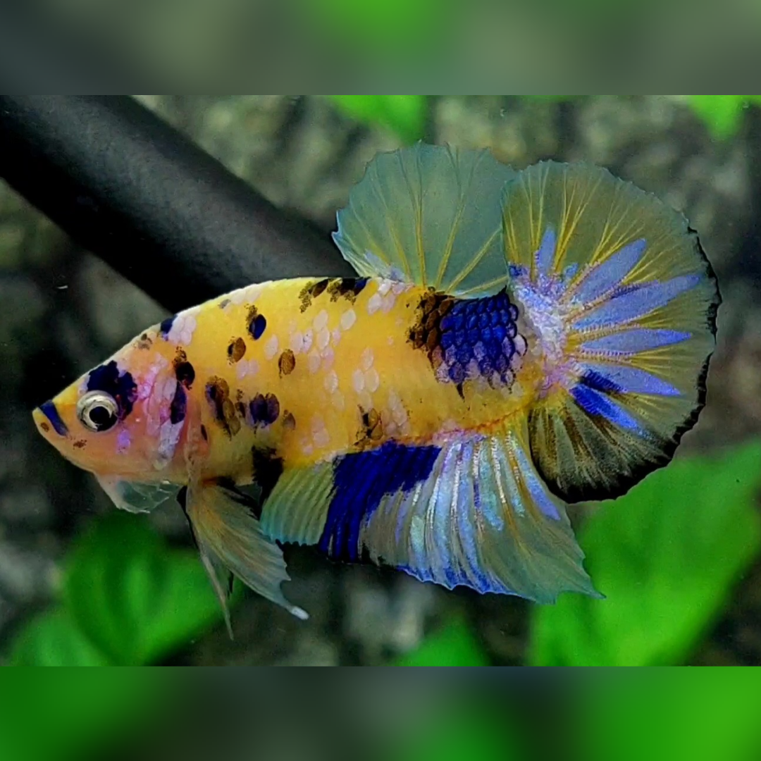Yellow Tiger Blue Pink Galaxy HMPK Betta Fish Male #YKG