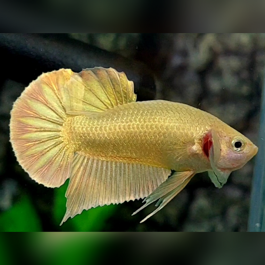 Solid Super Gold 24K HMPK Male #na