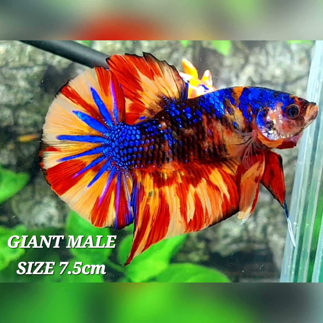 Multicolor Leopard Candy Galaxy JUMBO GIANT HMPK Male