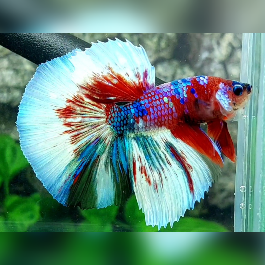 Multicolor Red Galaxy Halfmoon Betta Fish Male