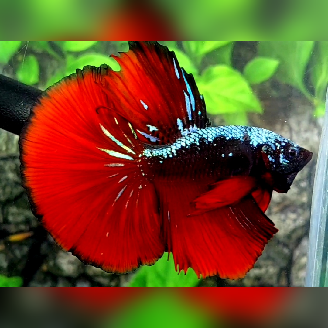 Avatar Grey Samurai Red Vampire Halfmoon Betta Fish Male