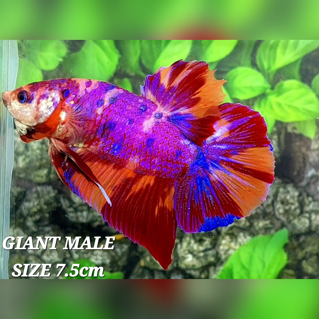 Multicolor Purple Candy JUMBO GIANT HMPK Male