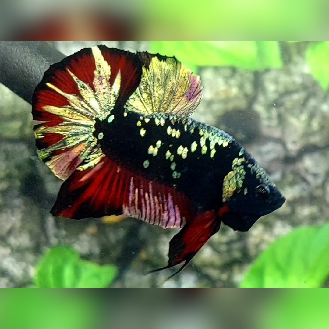 Avatar Red Vampire Copper Gold HMPK Male #na