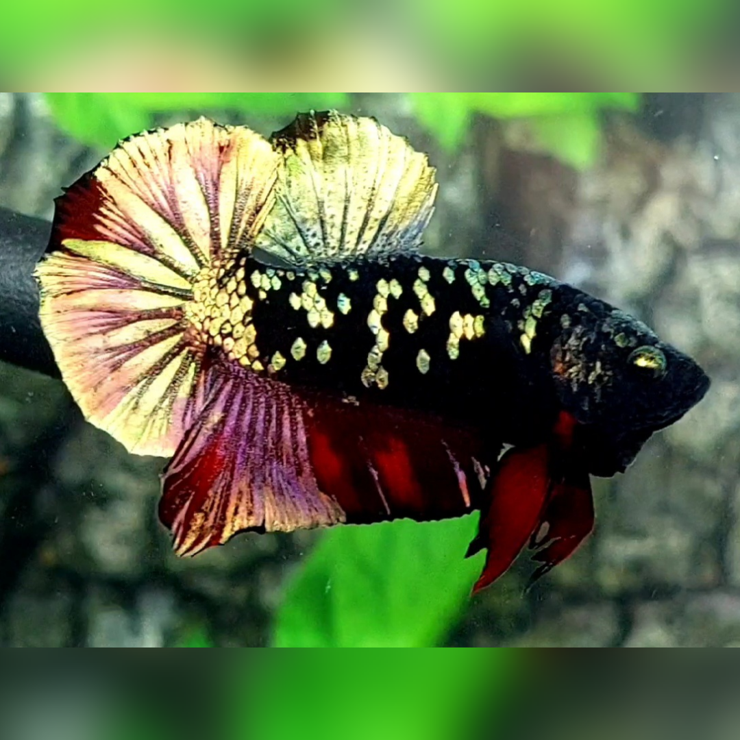Avatar Copper Red Gold HMPK Betta Fish Male