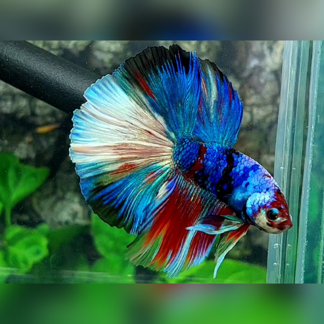 Multicolor Galaxy Halfmoon Betta Fish Male