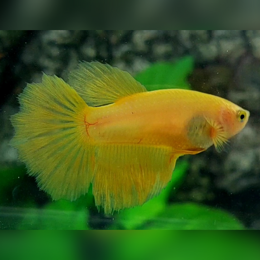 Solid Yellow Banana Halfmoon Betta Fish Female For Sorority / Breed