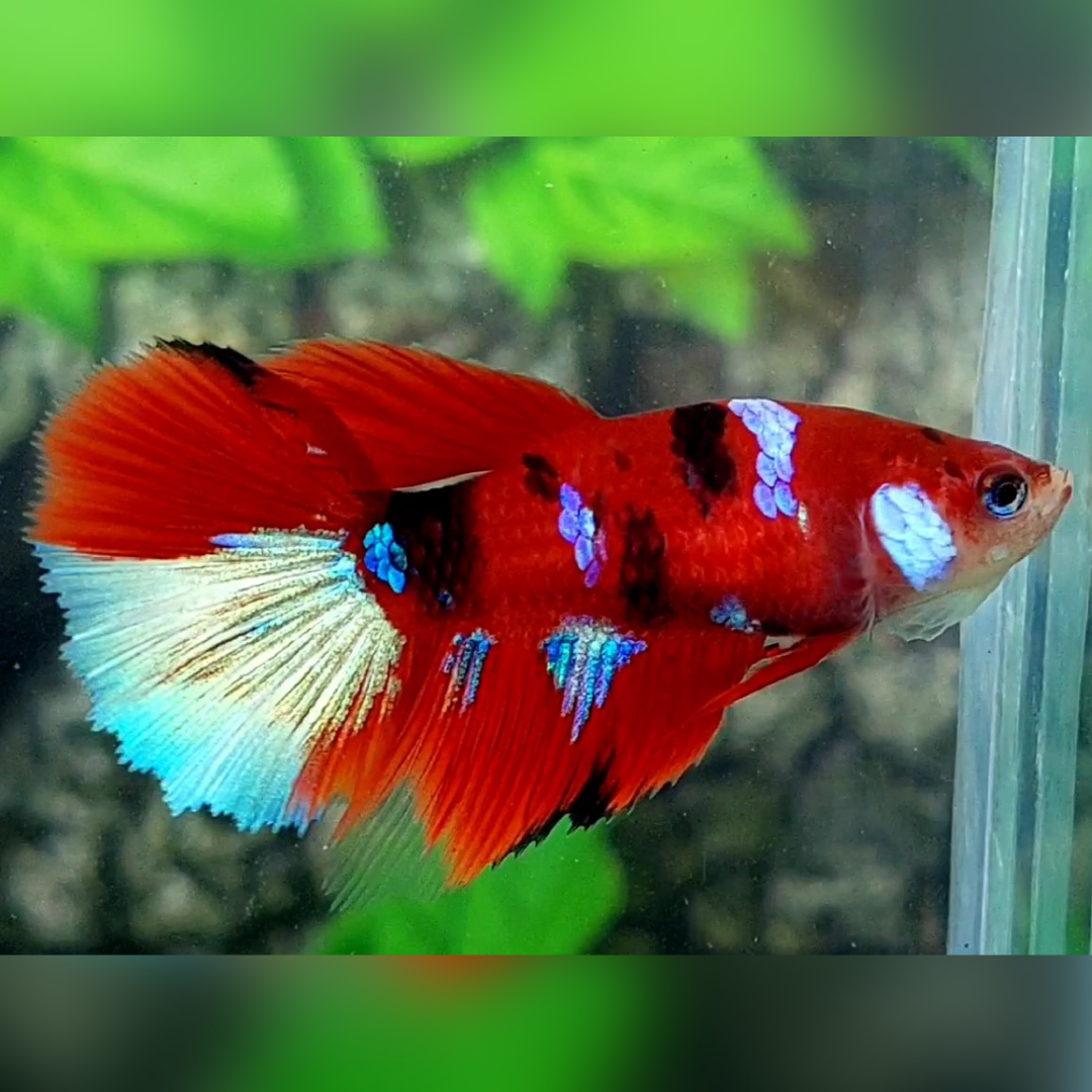 Red Koi Tiger Halfmoon Female For Sorority / Breed #na